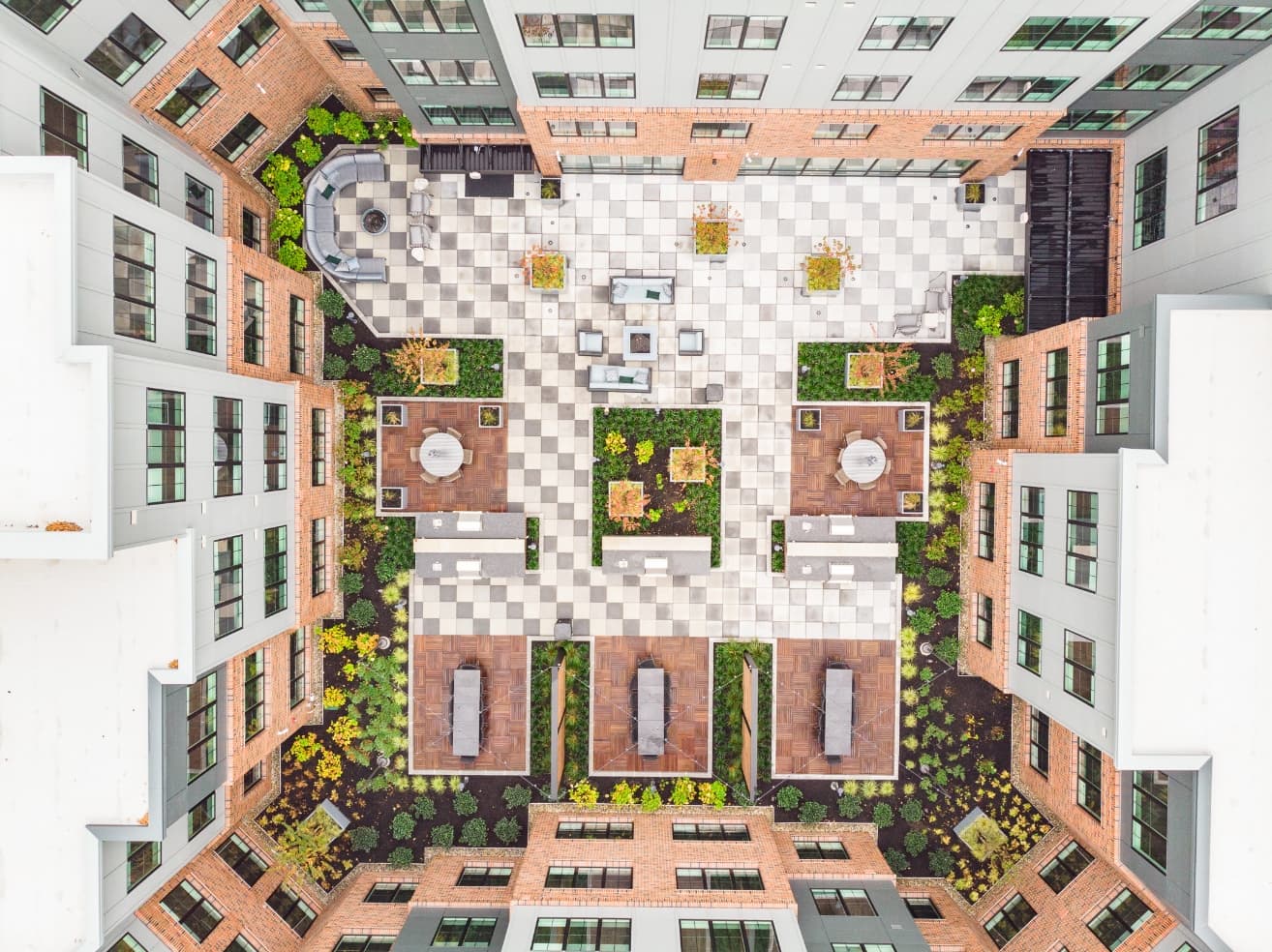 The Ivy